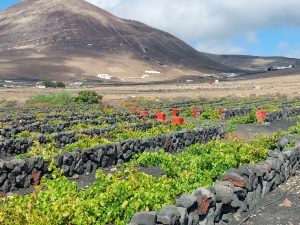 Vendimia Lanzarote 2026
